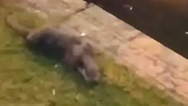 Porsuk Çayı'nda Görünen İri Su Samuru Tedirgin Etti!